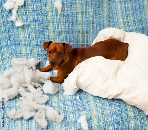 Photo: naughty playful puppy dog after biting a pillow naughty playful puppy dog after biting a pillow