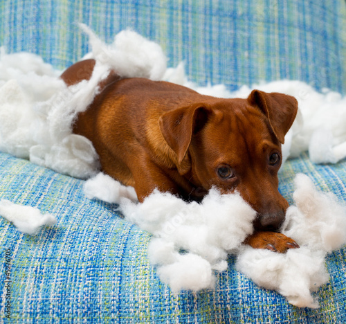 Photo: naughty playful puppy dog after biting a pillow naughty playful puppy dog after biting a pillow