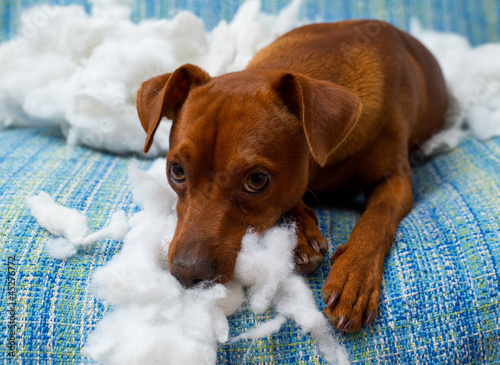 Photo: naughty playful puppy dog after biting a pillow naughty playful puppy dog after biting a pillow