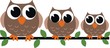 three brown owls