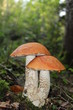 Foto: Rotkappen Rotkappen