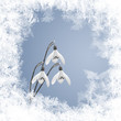 Schneeglöckchen, Schnee und Eiskristalle