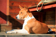 Basenji-dog on the porch