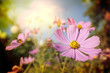 Foto: flowers flowers