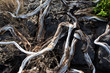 Dried branches in La palma Caldera de Taburiente