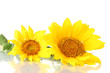 beautiful sunflowers, isolated on white