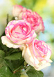 beautiful bouquet of pink roses, on green background