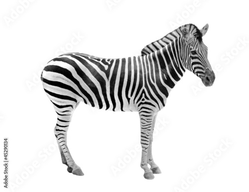 Photo: African wild animal zebra showing beautiful black & white stripe African wild animal zebra showing beautiful black & white stripe