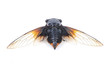 Cicada isolated on white background