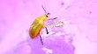 Cucurbit beetle feeding on the orchid