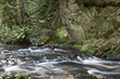 Die Selke ein wildromantischer Fluss im Harz