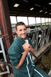 Farmer using fork in barn to feed cows