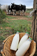 Closeup of bottles of milk set in country field