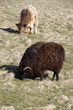 Skudde und Hochlandrind auf Helgoland