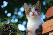 Katzenbaby