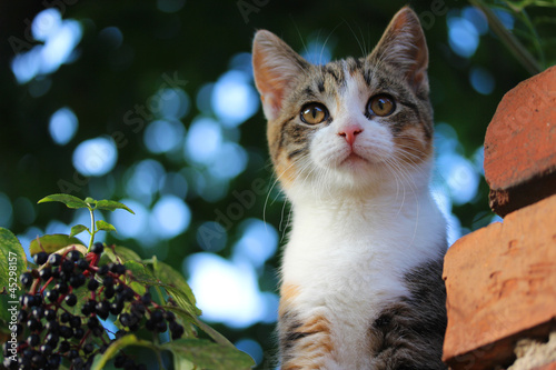 Photo: Katzenbaby Katzenbaby