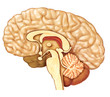 Brain
