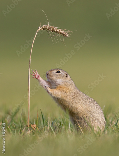 Photo: Europäisches Ziesel Europäisches Ziesel