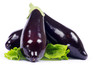 aubergine