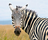 Closeup on zebra's head looking curiously - Fine Art prints