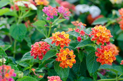 Photo: Lantana flowers Lantana flowers