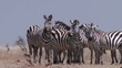 zebra in savanna , Serengeti, Tanzania, Africa