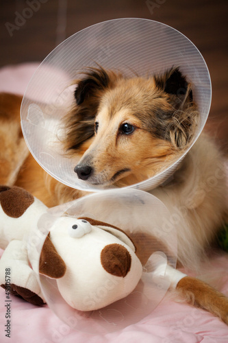 Photo: Sheltie recovering from surgery Sheltie recovering from surgery