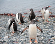 Gentoo penguin after swimming