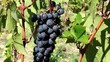 Pinot noir g rapes  at the vineyard