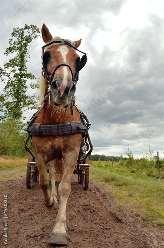 Photo: a Horse in trot pulling a Carriage coming toward camera a Horse in trot pulling a Carriage coming toward camera