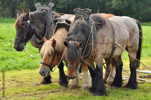 Photo: Three yoked Belgian draft horses standing on the meadow Three yoked Belgian draft horses standing on the meadow