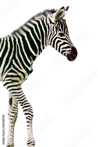 Photo: New born baby zebra isolated on white New born baby zebra isolated on white