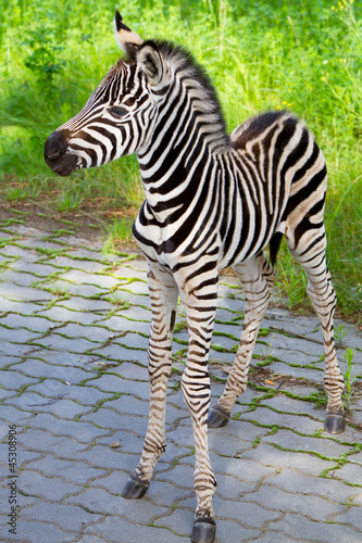Photo: New born baby zebra in zoo New born baby zebra in zoo