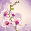 Vector branch of orchids