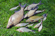 Bream roach tench fishes caught lake after fishing
