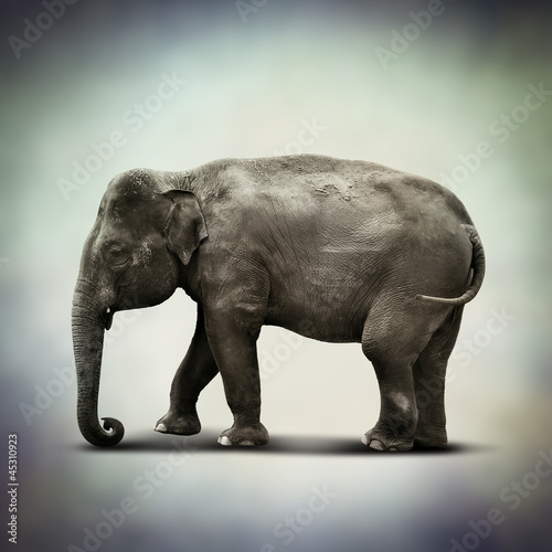 Photo: indian elephant indian elephant