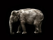 Photo: elephant black background elephant black background