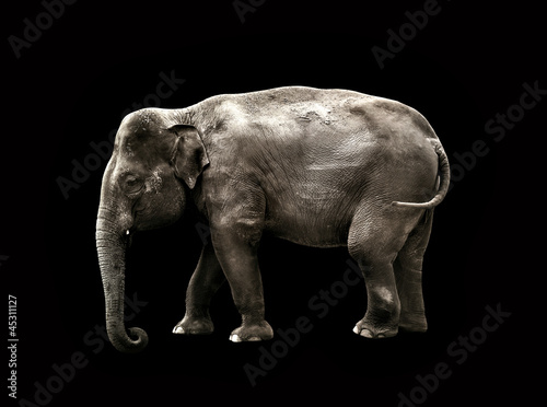 Photo: elephant black background elephant black background