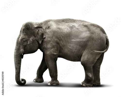 Photo: elephant white background elephant white background