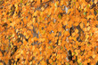 Foto: Autumnal leaves Autumnal leaves