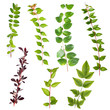 Isolated leaves branches bush set I