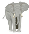 Elephant, illustration