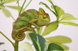 Yemen chameleon