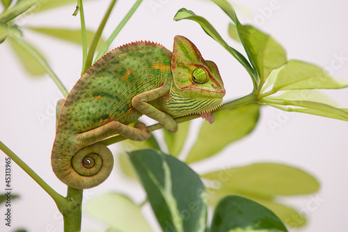Photo: Yemen chameleon Yemen chameleon