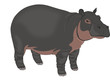 Hippopotamus or Hippopotamus amphibius, illustration