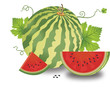 Vector: Watermelon, illustration Watermelon, illustration
