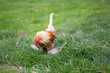 Huhn in freier Natur