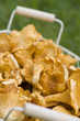 Pfifferlinge