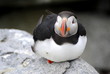 Resting Puffin on Machias