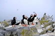 A Puffin's Life